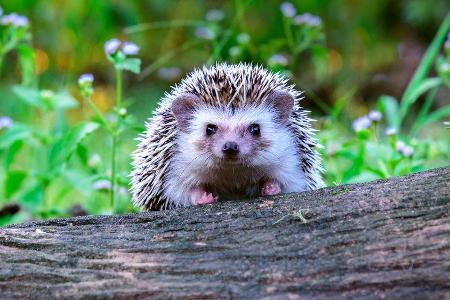Igel lieben naturbelassene Gärten. Igel lieben naturbelassene Gärten.