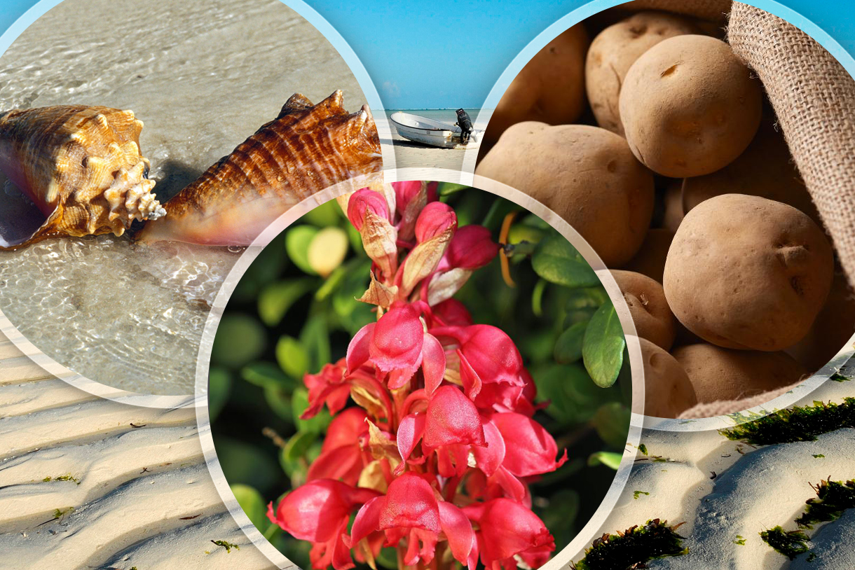 Verboten: Diese Souvenirs können teuer werden - freenet.de