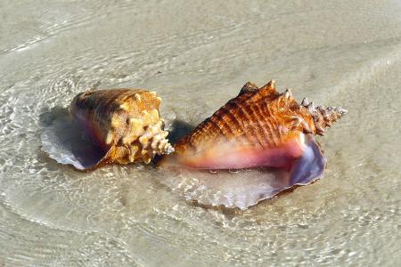 Fechterschnecke Unerlaubte Souvenirs