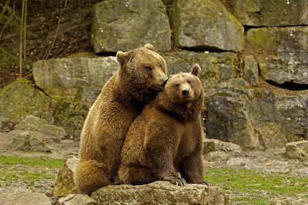 Wildpark Bad Mergentheim imago Ingo Schulz.jpg