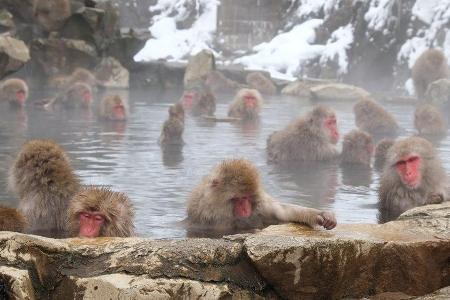 Jigokudani-Affenpark: Hier genießen die Tiere die heißen Quellen.