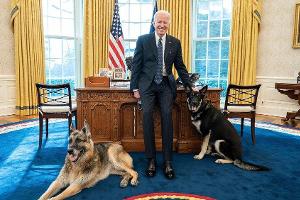 Haustiere im Weißen Haus: Joe Biden bekommt neuen Hund - und Katze