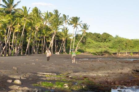 Am Punalu'u Black Sand Beach auf Hawaii gibt es, wie der Name schon vermuten lässt, einen besonderen Strand. Vulkanaktivität...