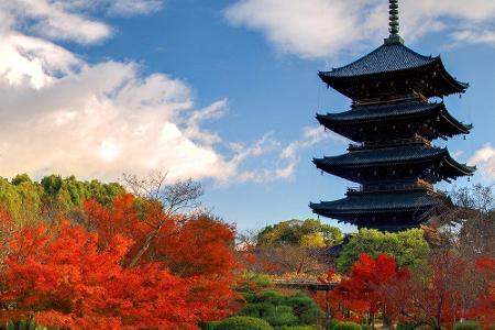 Für viele ist der Herbst in Japan die schönste Jahreszeit. Zwar gibt es keine Kirschblüten, dafür färben sich die Blätter de...