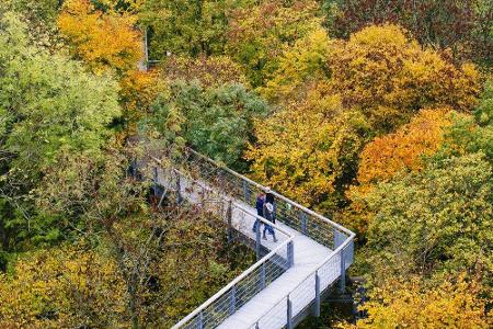 Besonders im Herbst lohnt sich ein Ausflug zum Nationalpark Hainich. Der Laubbaumwald erstrahlt zu dieser Jahreszeit in vers...