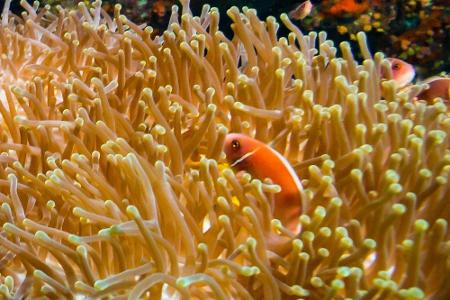 Ein Paradies für Taucher ist hingegen Koh Tao. Nur 21 Quadratkilometer ist die 