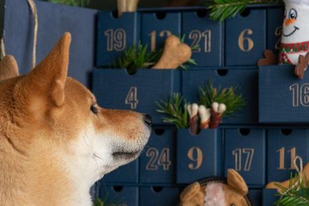 Auch unsere Vierbeiner müssen in der Adventszeit nicht zu kurz kommen. Wie wäre es mit selbstgebackenen Hundekeksen, kleinen...