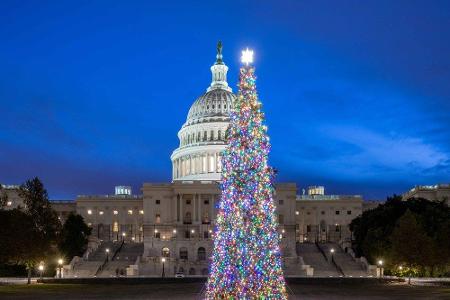 Bevor dieser Baum den Platz vor dem US-Kapitol schmückt, hat er einen langen Weg hinter sich gebracht. Geschlagen am 23. Okt...