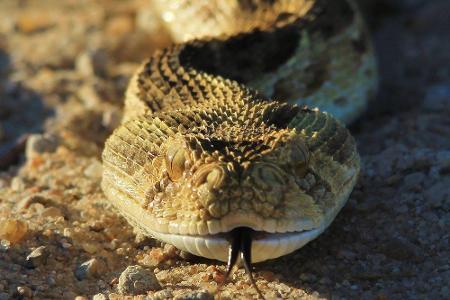 Die Puffotter gehört zu den mehr als 100 Reptilienarten, die es in Südafrika gibt.