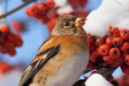 Wie der Name schon vermuten lässt, ist auch die Vogelbeere bei den Tieren äußerst beliebt. Bei über 60 Arten stehen die klei...