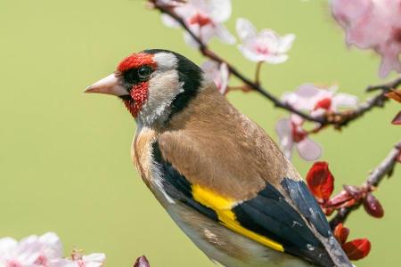 Auch Blumen und andere Stauden sind im Garten ratsam, da diese Insekten anlocken - und diese wiederum werden von Vögeln gefr...