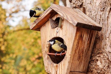 Für Vögel, die ihre Jungen in Höhlen aufziehen, sind hohle Bäume ein Muss. Wer Sperlinge, Meisen und Co. in seinem Garten ha...