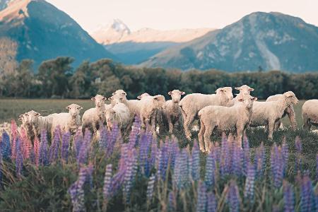 Sicherste Länder Neuseeland Schafe