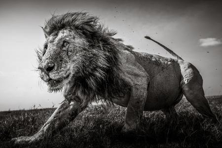 Graeme Purdy Sony World Photography Awards