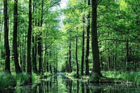 Um den Spreewald in Brandenburg ranken sich seit vielen hundert Jahren zahlreiche Mythen. Unbestreitbar ist hingegen die Sch...