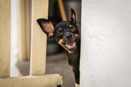 Arthur Carvalho de Moura / Animal Friends Comedy Pet Photo Awards