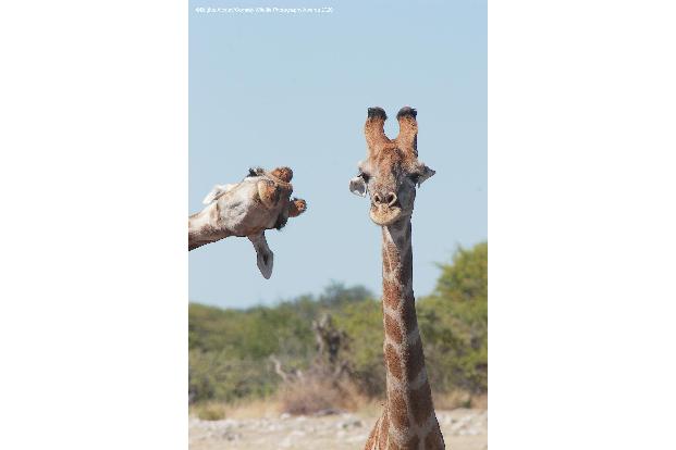 Comedy Wildlife Photography Awards 2020 Giraffen