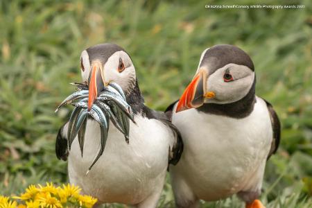 Comedy Wildlife Photography Awards 2020 Papageientaucher