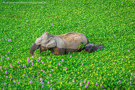 Comedy Wildlife Photography Awards 2020 Elefanten mit Blumen