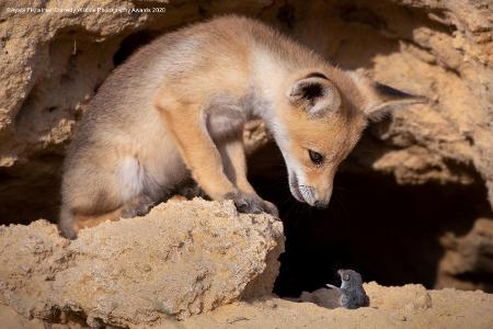 Comedy Wildlife Photography Awards 2020 Fuchs