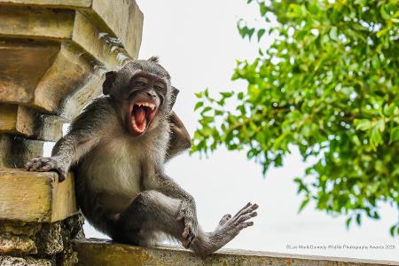 Comedy Wildlife Photography Awards 2020 Lachender Affe