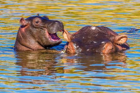 Comedy Wildlife Photography Awards 2020 Nilpferde