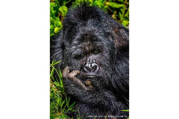 Comedy Wildlife Photography Awards 2020 Gorilla