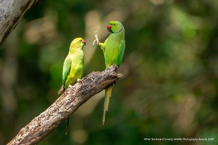 Comedy Wildlife Photography Awards 2020 Sittiche