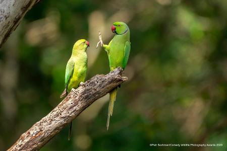 Comedy Wildlife Photography Awards 2020 Sittiche