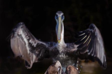 Comedy Wildlife Photography Awards 2020 Pelikane