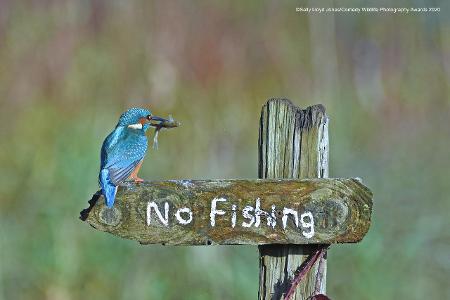 Comedy Wildlife Photography Awards 2020 Eisvogel