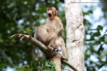 Comedy Wildlife Photography Awards 2020 Affen inflagranti