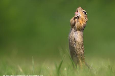 Comedy Wildlife Photography Awards 2020 Erdhörnchen