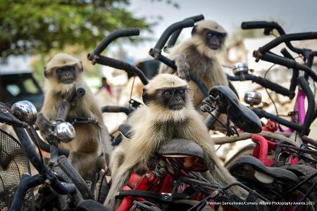 Comedy Wildlife Photography Awards 2020 Affen mit Fahrrädern