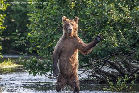 Comedy Wildlife Photography Awards 2020 winkender Bär