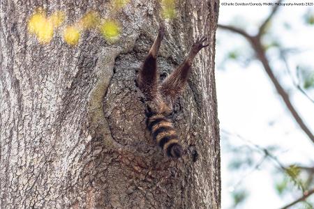 Comedy Wildlife Photography Awards 2020 Waschbär