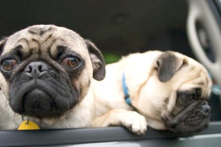 Autofahren war auch schon mal interessanter, mag sich dieser Mops denken.