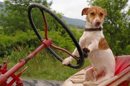 Hunde werden offensichtlich auch in der Landwirtschaft eingesetzt.