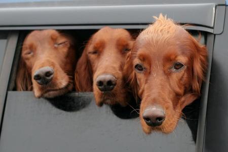 In Reih und Glied den Kopf durch den schmalen Schlitz gestreckt, den das geöffnete Seitenfenster diesen Hunden bietet.
