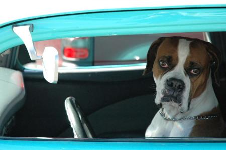 Cooles Auto, cooler Blick - ein Vierbeiner im gechoppten Auto.