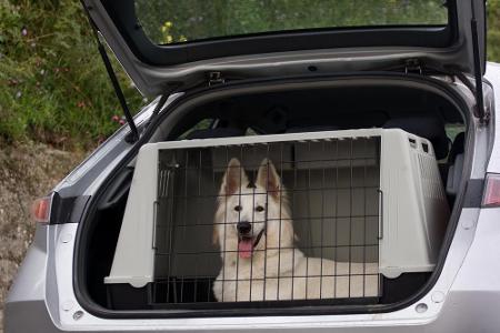 Langweilig für den Hund, aber auch am sichersten: Der Käfig im Heck.