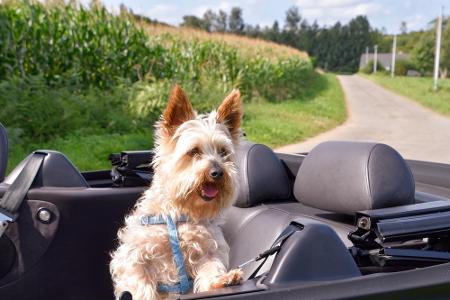 Cabrios sind wie für Hunde gemacht. Denn wenn die Vierbeiner etwas lieben, dann den Fahrtwind, der ihnen durchs Fell pfeift.