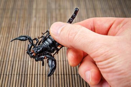 Lebendig eine giftige Gefahr, frittiert eine Köstlichkeit aus China: Skorpione. Bis auf den Stachel ist das ganze Tier genie...