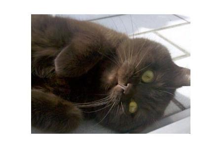 Der Vogel-Fall: Nachdem eine Katze einen Vogel gefangen und verspeist hatte, übergab sie sich auf das iPhone.