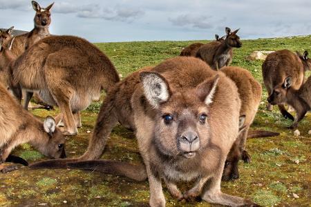 Australien öffnet für Touristen! Das hat Down Under zu bieten