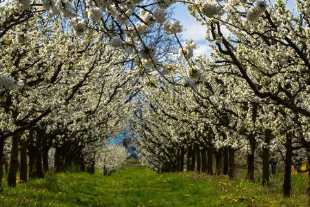 Deutschland erwacht: Ausflugsideen für den Frühling