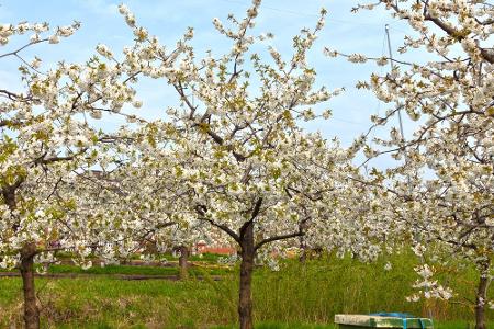 Deutschland erwacht: Ausflugsideen für den Frühling