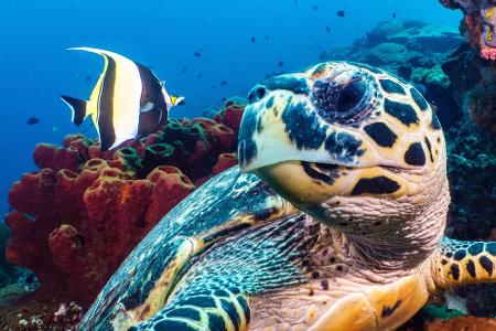 Leben Unterwasser: Die schönsten Bilder aus der Tiefe