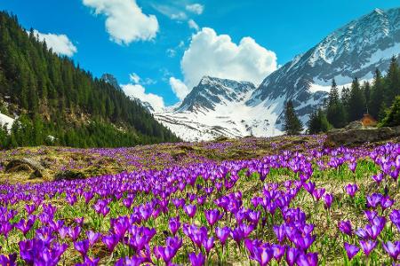 Wo sich der Frühling in seiner schönsten Pracht präsentiert Wo sich der Frühling in seiner schönsten Pracht präsentiert