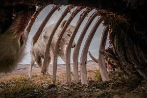 Siena International Photo Awards: Die Highlights